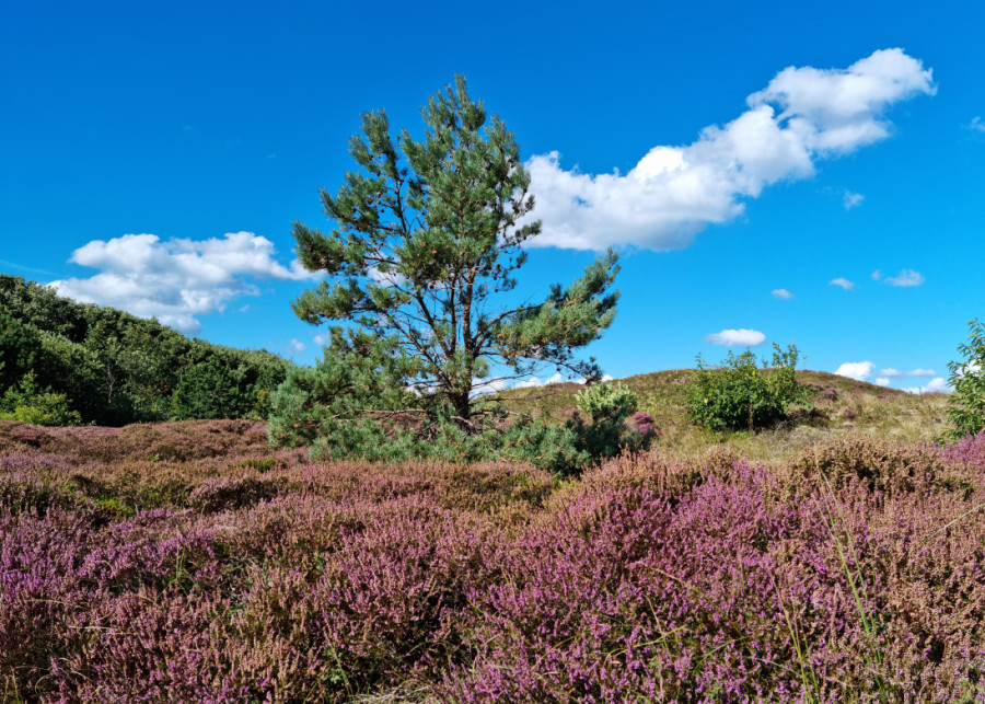 Two images of heathland