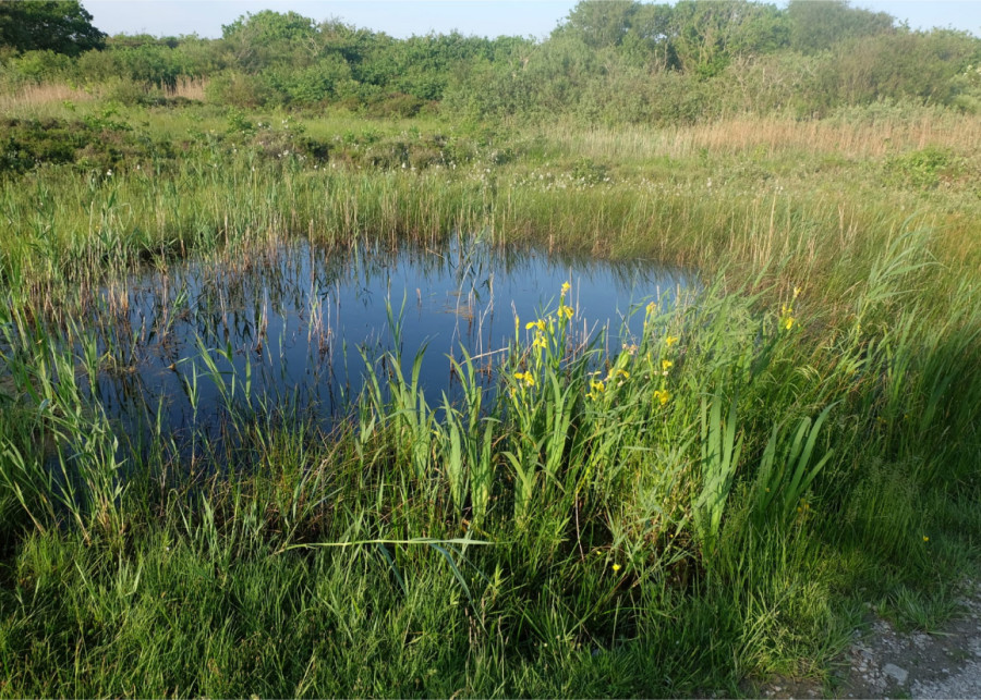 Two images of heathland